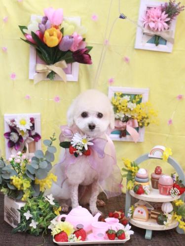 20230311ふぁるくん